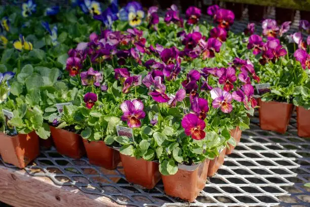 persian violet nursery bench pots