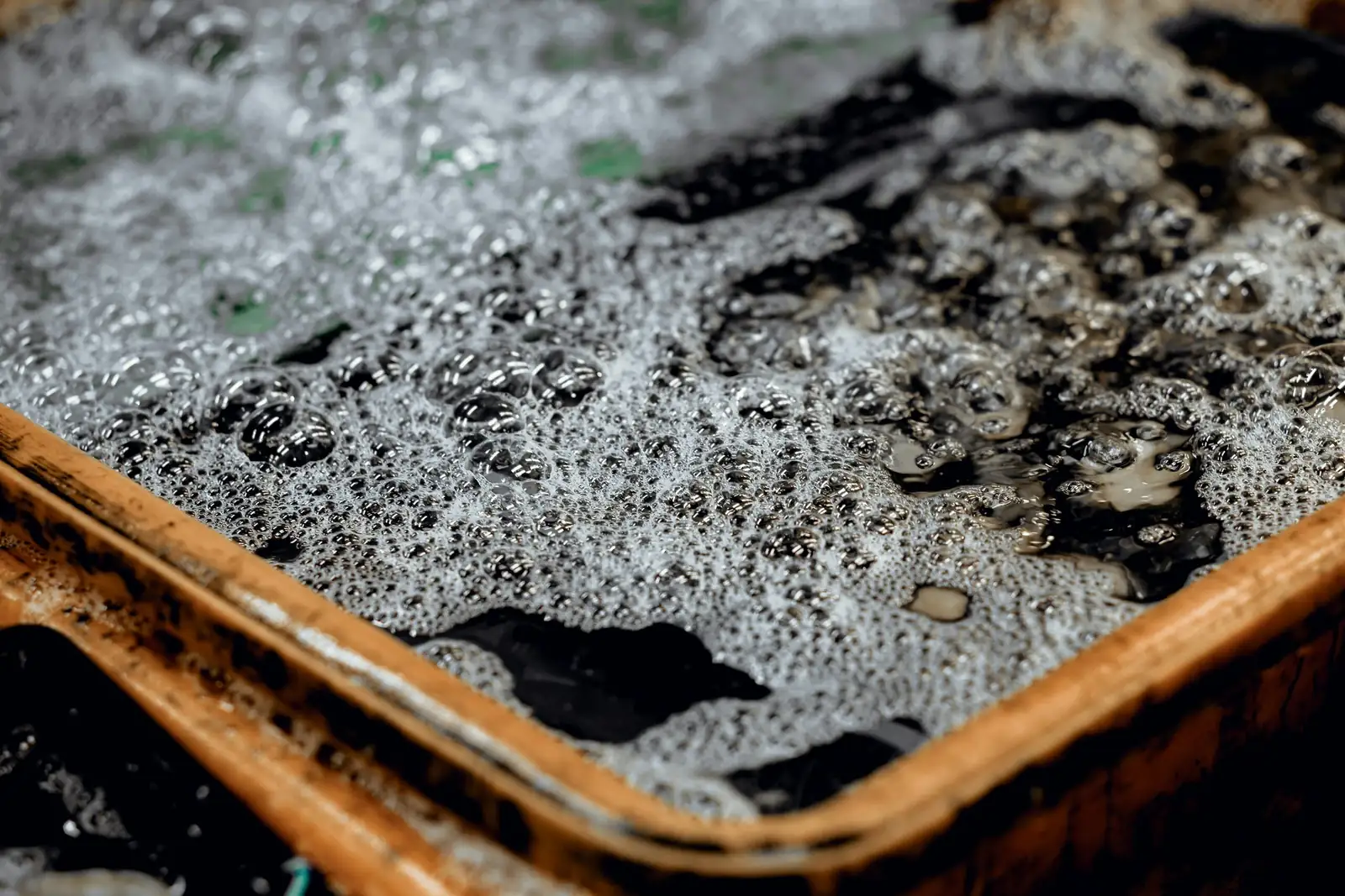 Exacum affine watering pebble tray