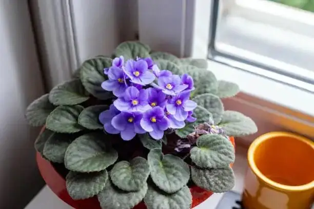 一年播一次，年年有花看：紫芳草播种“接力计划”（时间轴+避坑）