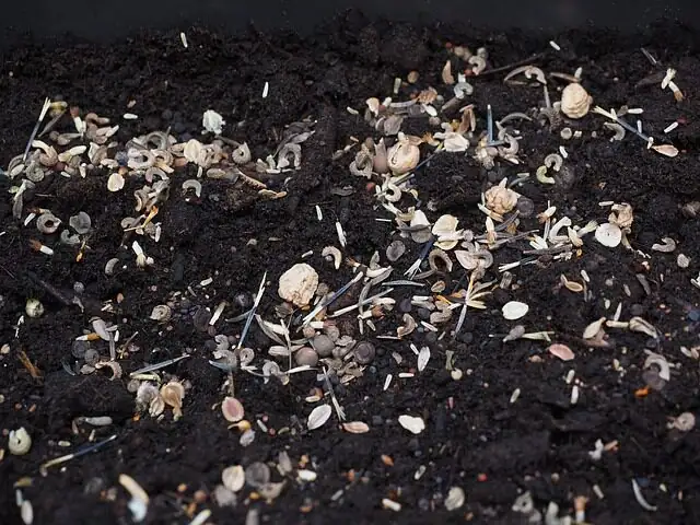 persian violet seed tray sowing