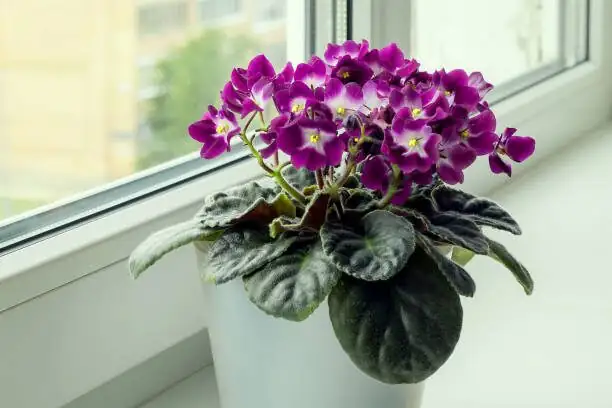 persian violet indoor bright light