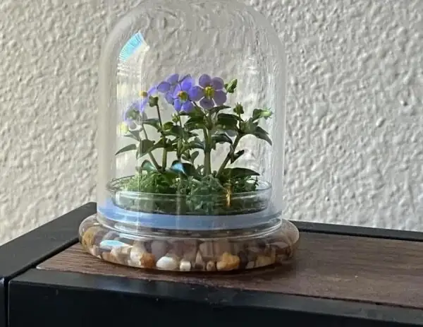 Persian violet windowsill experiment setup