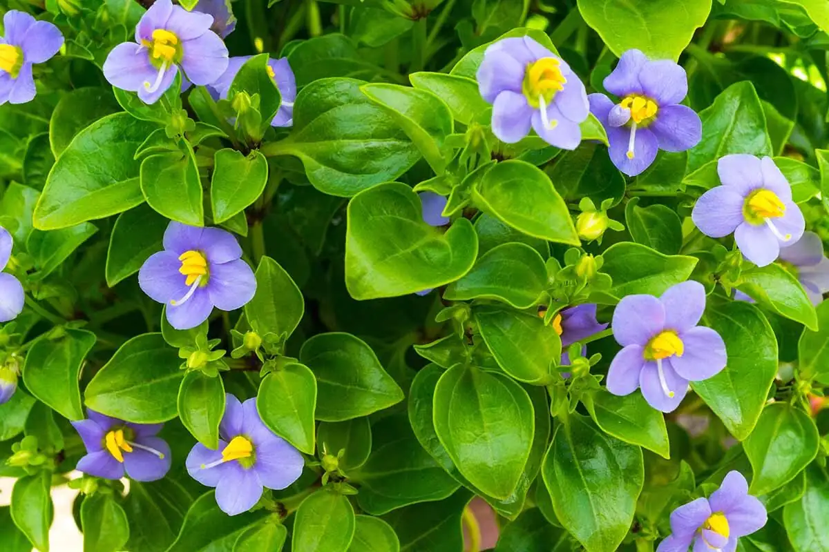 Persian violet misting around plant