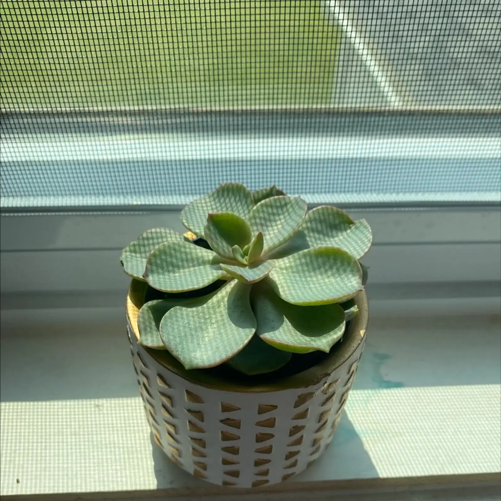 Dudleya trio on sunny windowsill