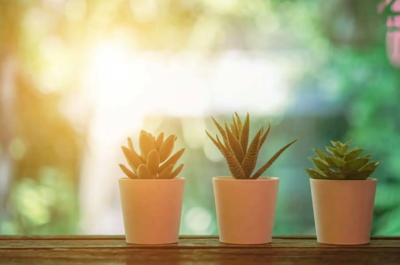 Dudleya formosa pots windowsill row