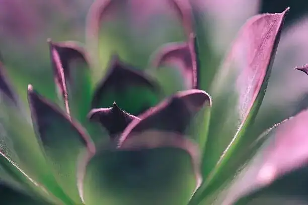Dudleya formosa flowering stalk