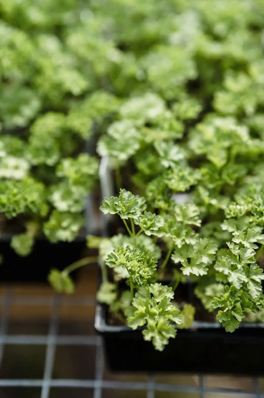 Dudleya formosa seedlings in tray