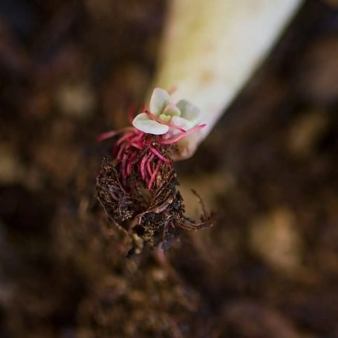 Dudleya formosa leaf propagation roots
