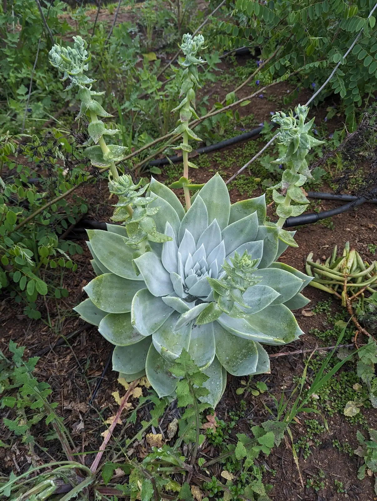 Dudleya formosa row spacing overhead