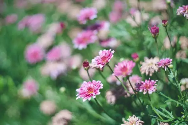 Dudleya formosa pink flower stalks