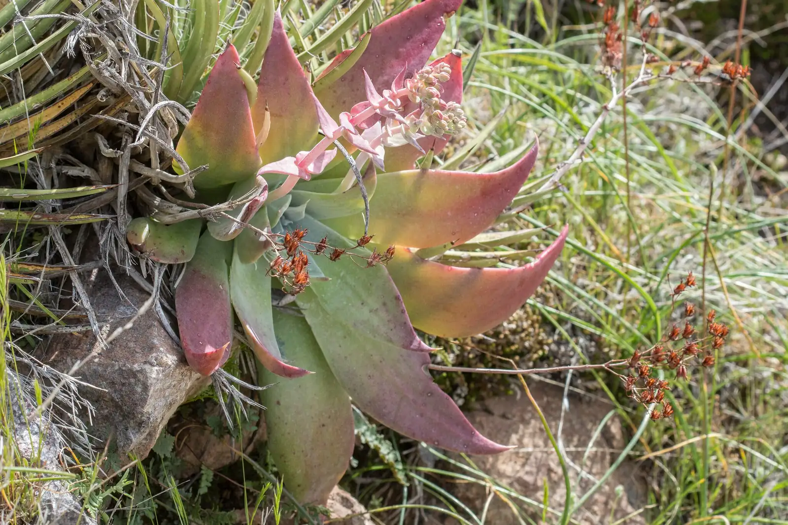 dudleya formosa flower spike emerging