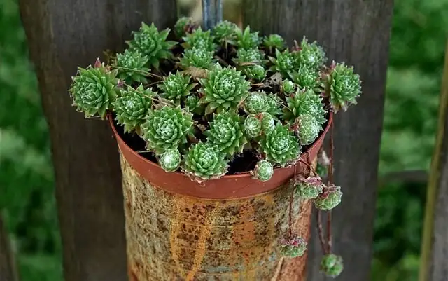 old man cactus sunny windowsill pot