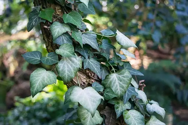english ivy cutting node planting