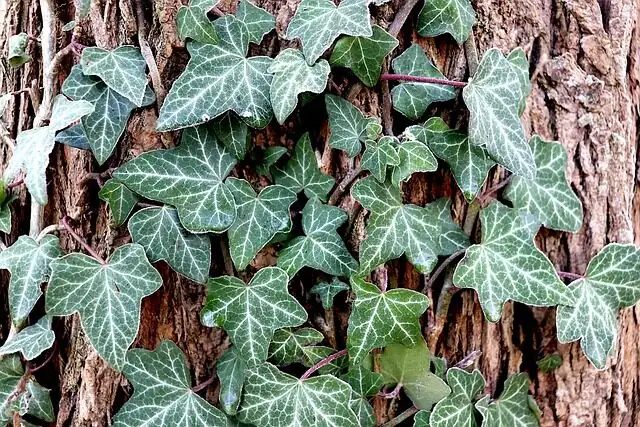 english ivy layering with U pin