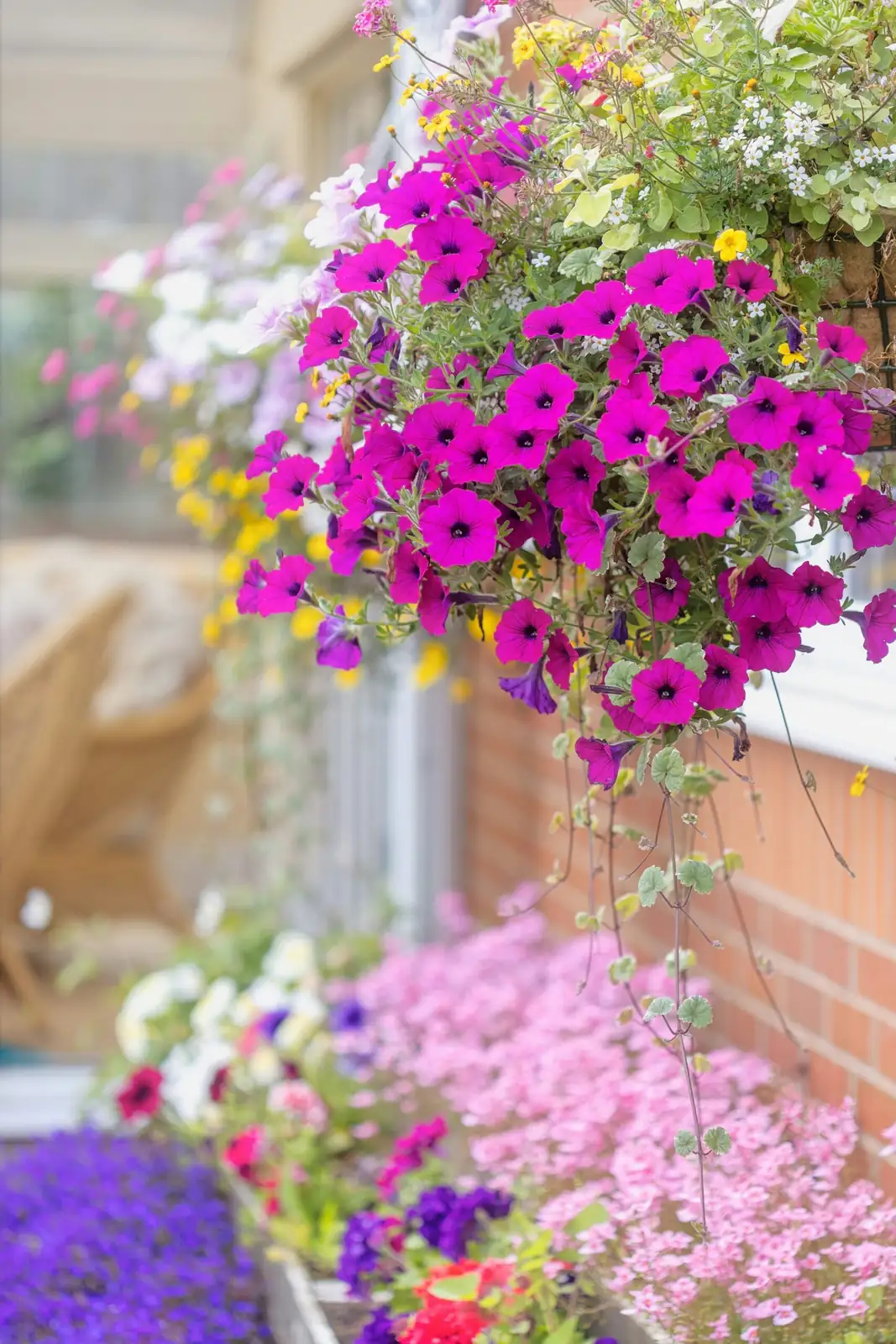 purple passion plant hanging basket window