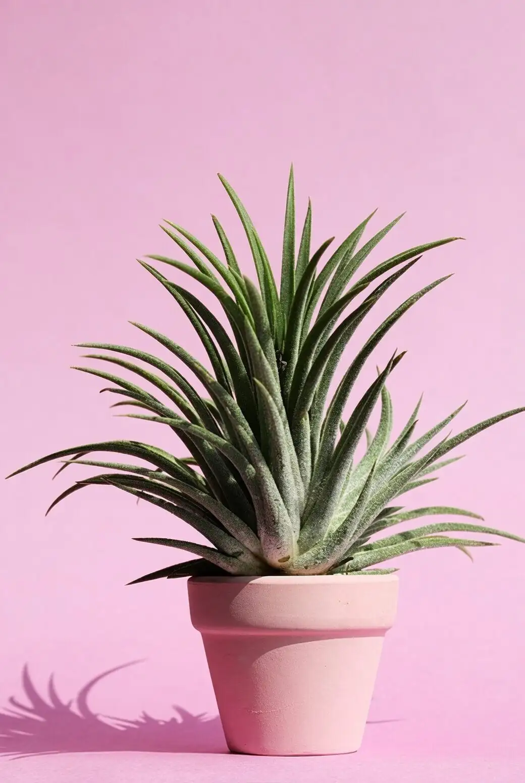 purple passion plant watering pot edge