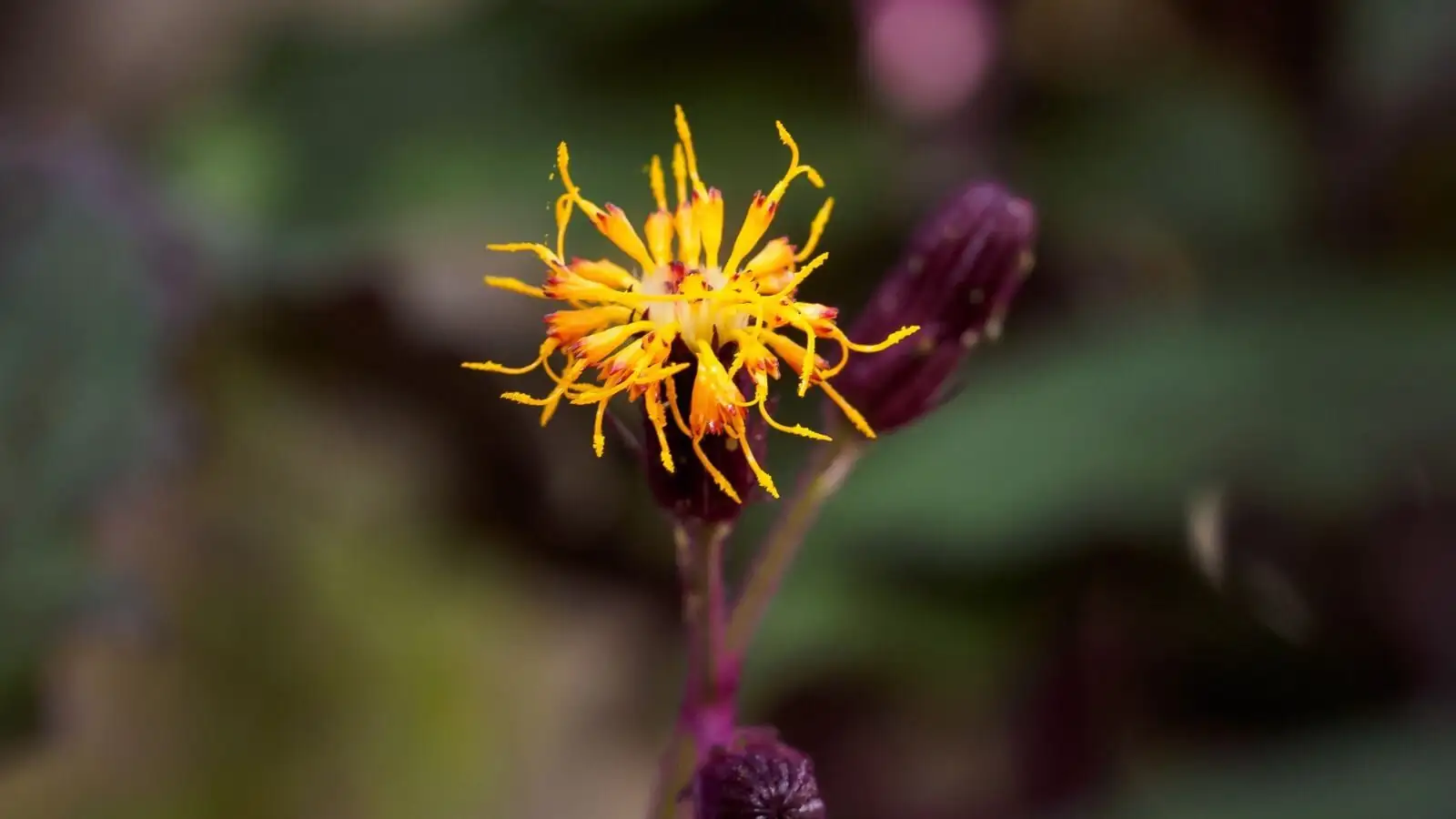 gynura aurantiaca yellow flowers close-up