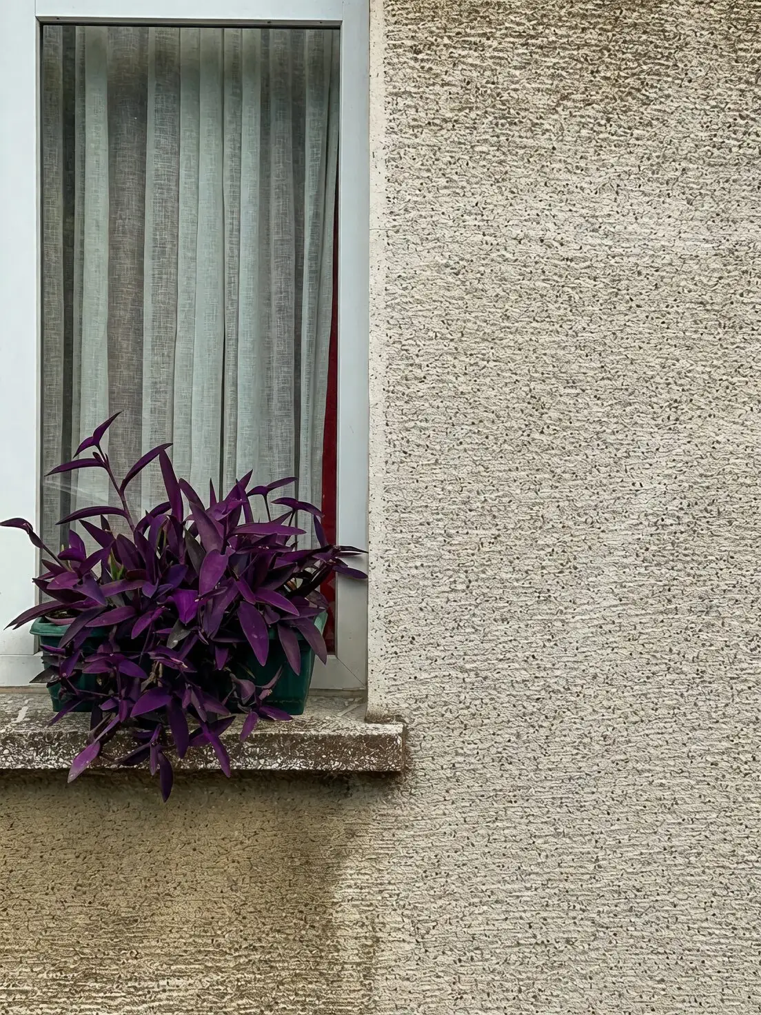 purple passion plant windowsill bright light