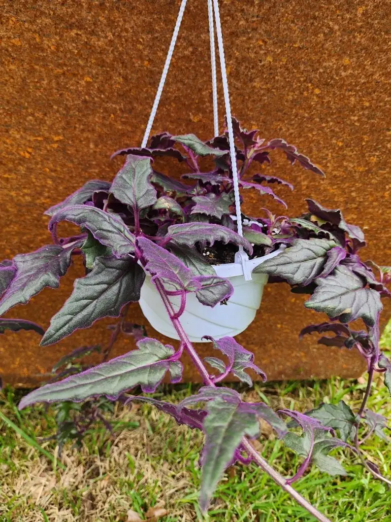 purple passion plant hanging basket indoors