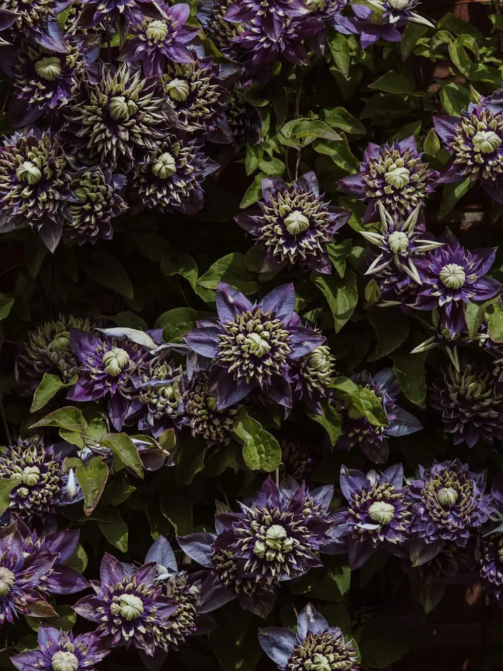 purple passion plant tradescantia zebrina windowsill