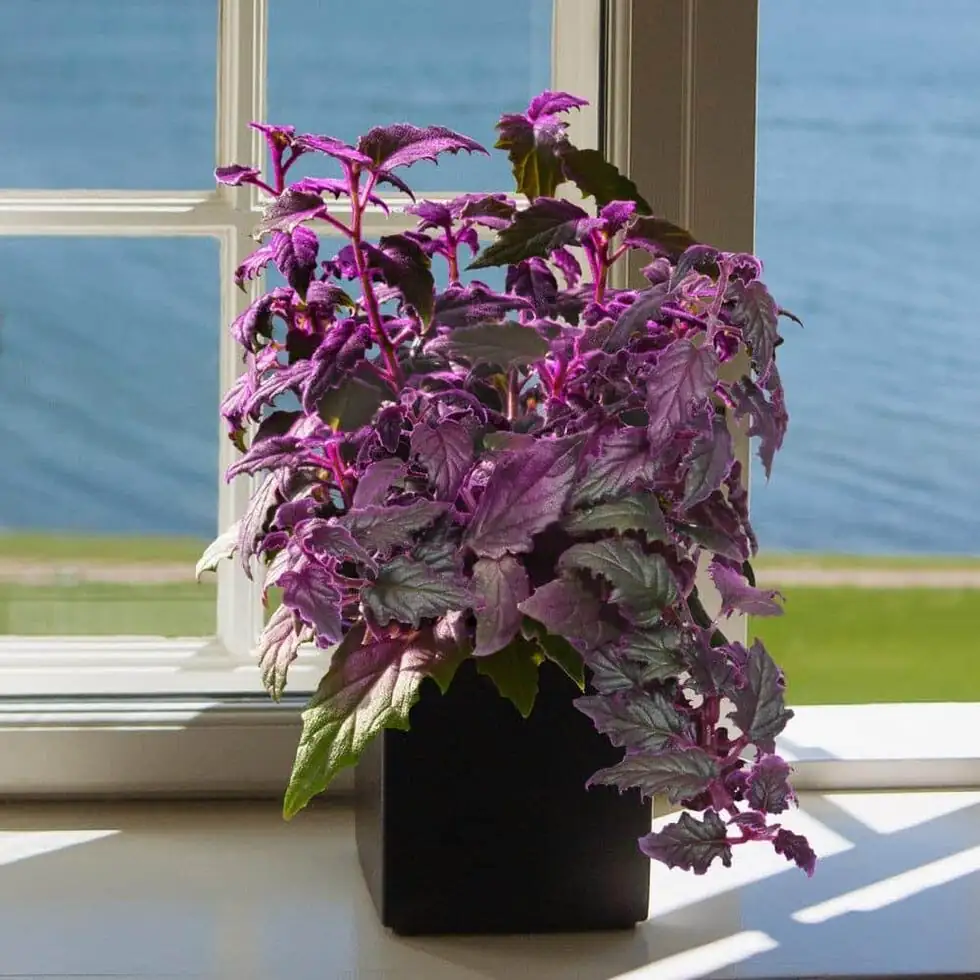 purple passion plant african violet self watering pot