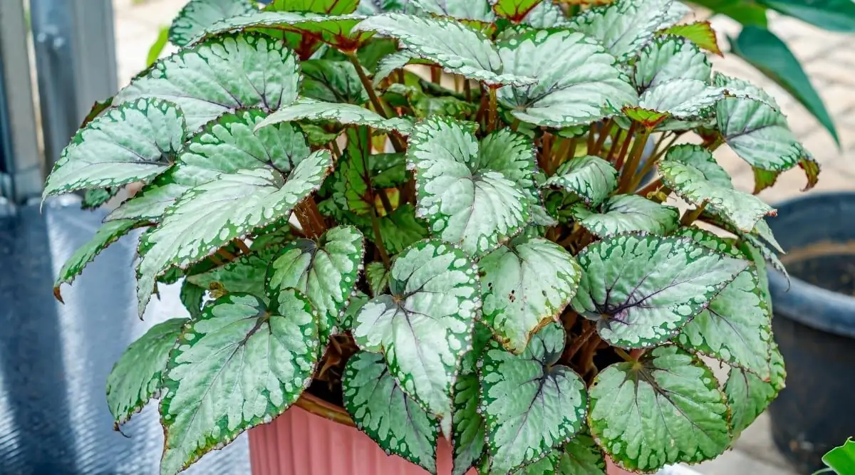 purple passion plant rex begonia escargot bowl
