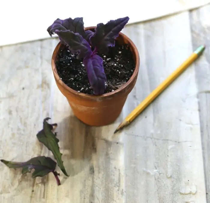 purple passion plant stem cutting rooting