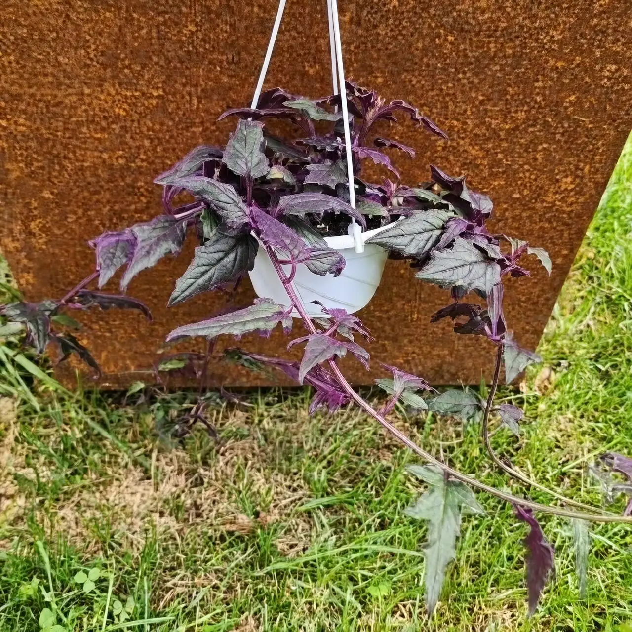purple passion plant hanging basket cascade