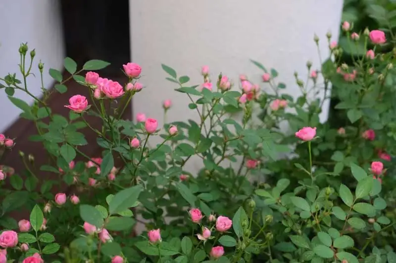从“月月红”到全球切花女主角：Rosa chinensis如何点燃现代月季育种革命？