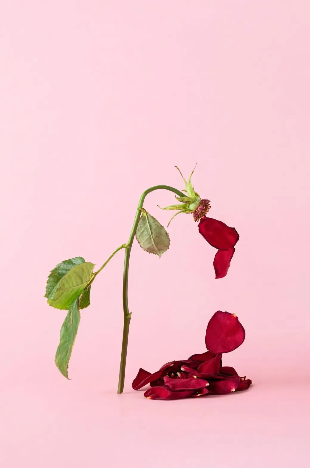 rose deadheading above five leaflets