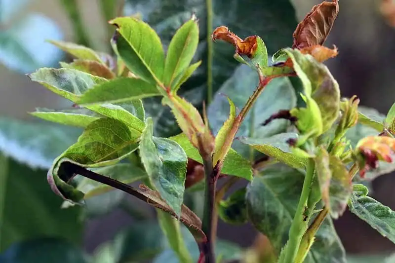 rose blind shoot identification