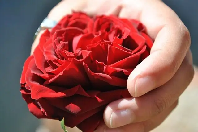 rose rootstock sucker removal hand