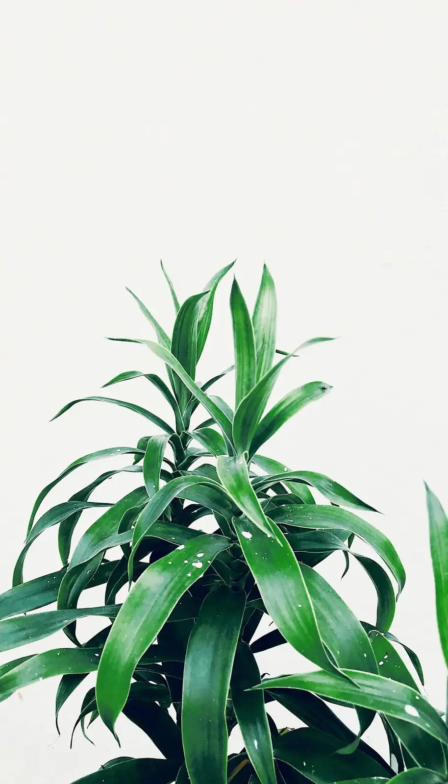 aspidistra asahi white tip leaves