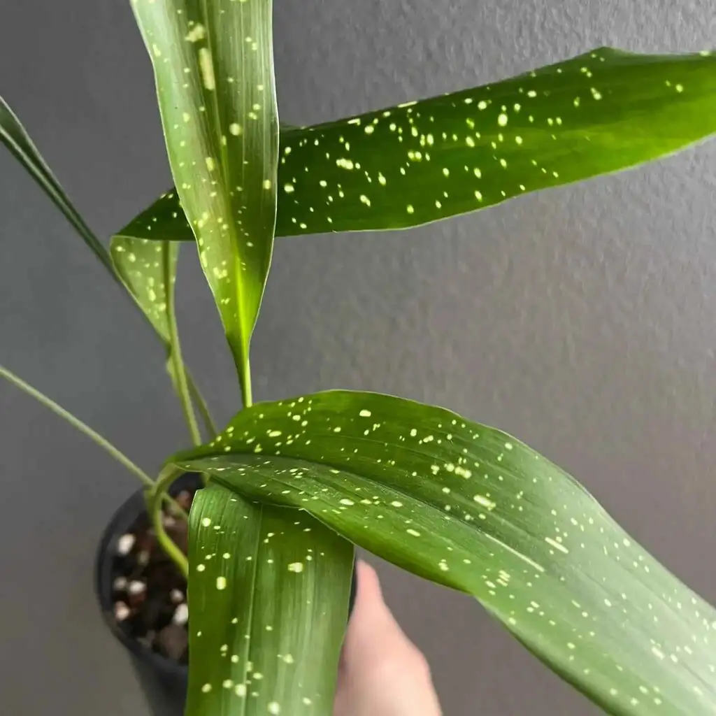 aspidistra milky way dark wall