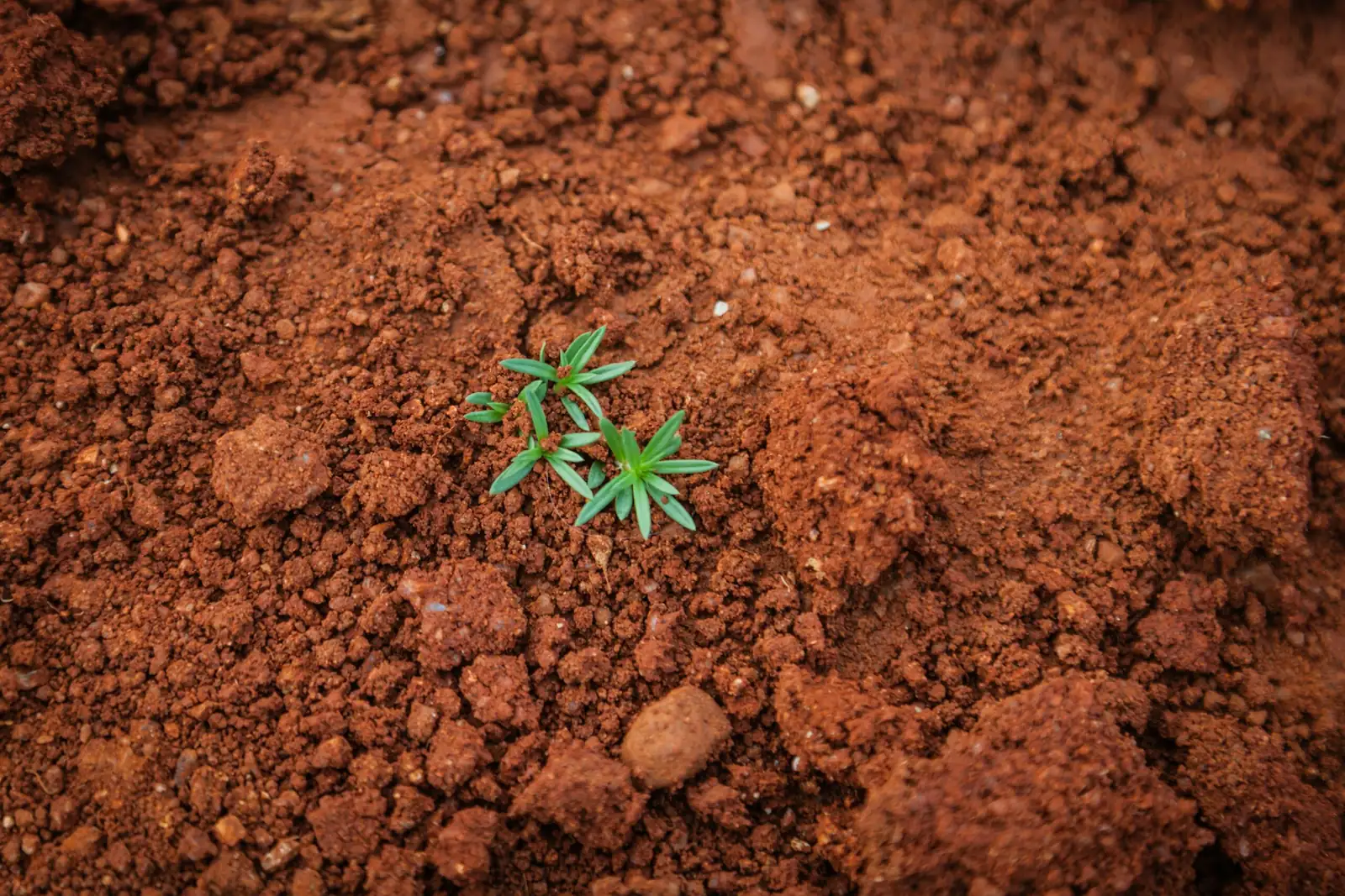 cast iron plant soil moisture check
