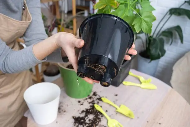 cast iron plant repotting rhizome soil mix